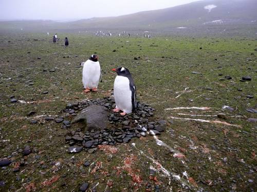 Gentoo penguin pair in the South Shetland Islands.
