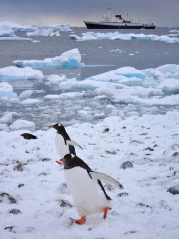 Penguins on Antarctica.