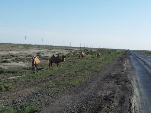 The road into Kazakhstan also brought a surprise to me: Camels!