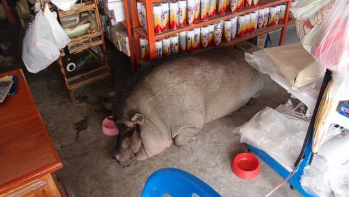 Guard pig.