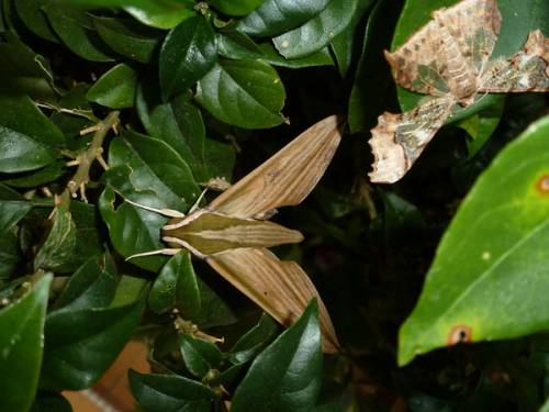 Moths in Malaysia.