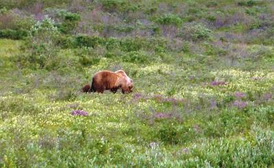 Grizzly bear.