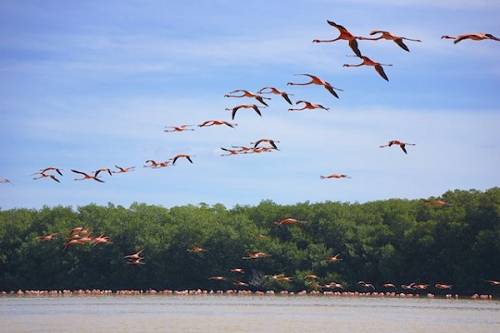 Flamingos at Celuston, Mexico.