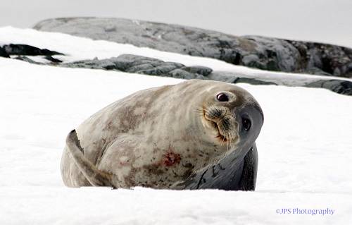 Weddell seals, Antarctica.