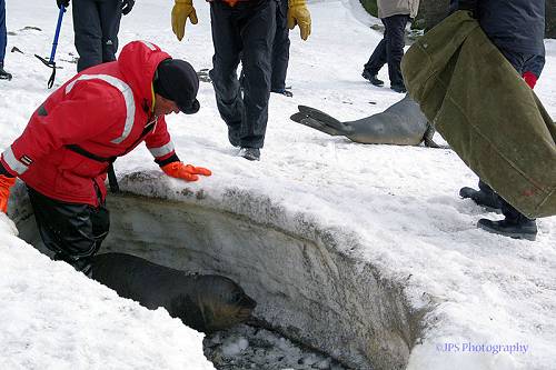 Seal pup rescue, Antarctica.