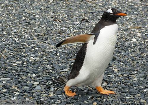 Penguins at Estancia Harberton in Tierra del Fuego.