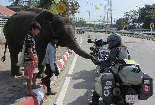 Audrey befriends an elephant in Thailand.