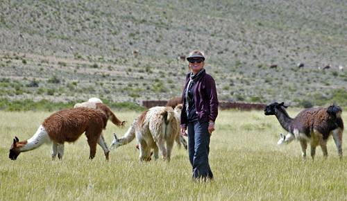 Lunch stop with llamas in Bolivia.