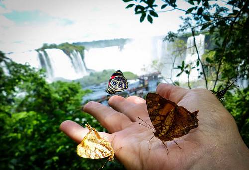 Butterflies and Iguacu Falls.