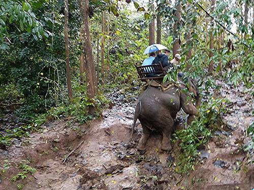 Elephant climb, Laos.