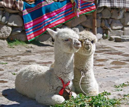 Baby llamas in Peru.