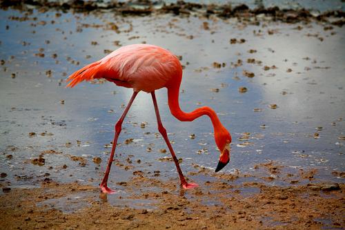 Flamingos in the Galapagos.