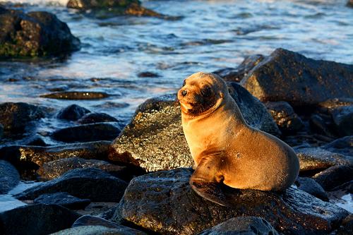 Seal pup in Galapagos.