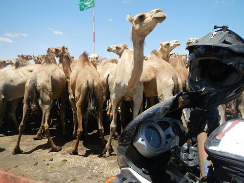 Ferry to Mauritania with camels.