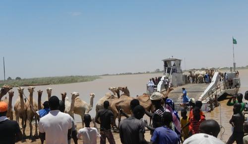 Ferry to Mauritania with camels.