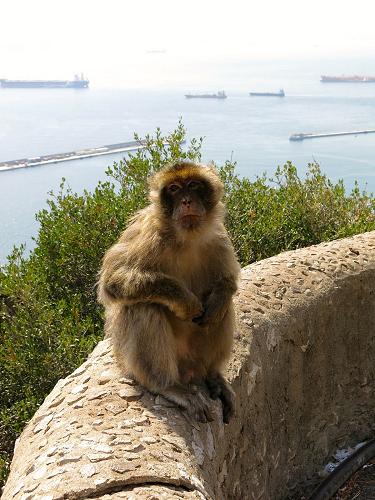 Barbary macaque or 'Rock Ape' in Gibraltar.