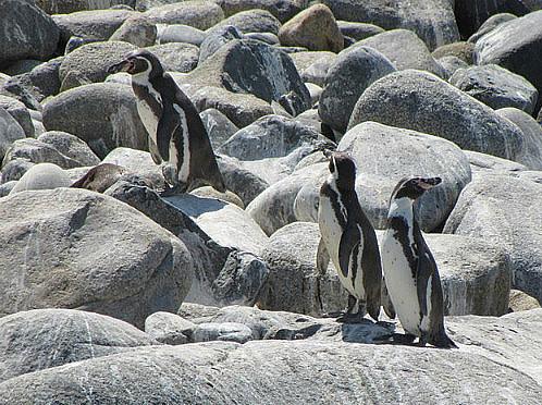 Humboldt penguins in Chile.