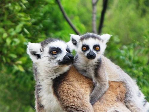Ring-tailed lemurs in Madagascar.