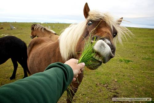 Feeding horses in Iceland.