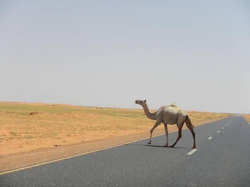 Camel crossing the road in Sudan.