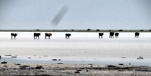 Cattle on salt pan, Botswana.