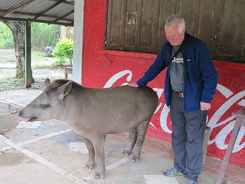 Liam McIlhone and tapir, in Bolivia.