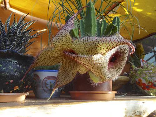 Weird cactus at a nursery farm in Argentina.