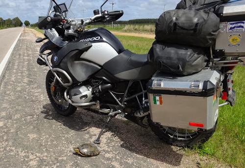 Turtle and bike.