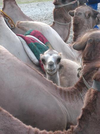 Cute camels.