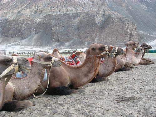 Camels waiting patiently for riders.
