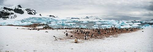 Gentoo penguins in Antarctica.