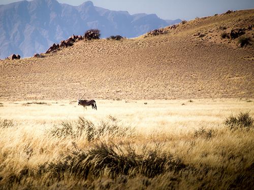 Oryx in the desert, Namibia.