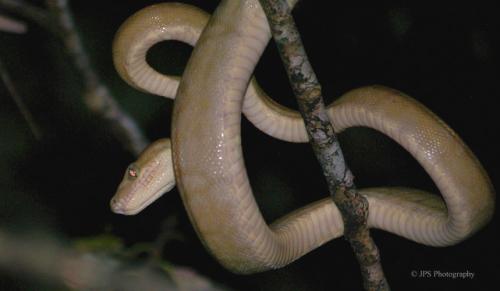 Amazon River boa.