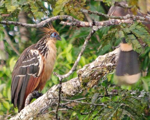 Stinky bird, Ecuador.
