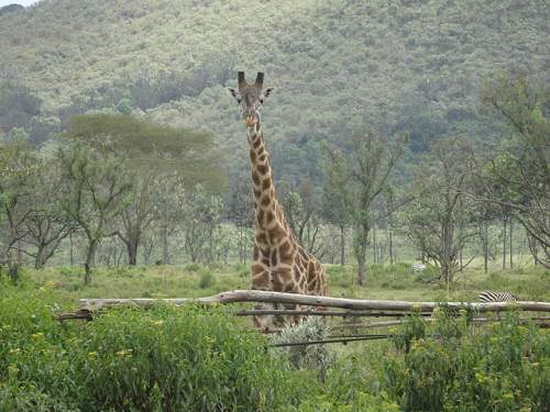 Gail Baillargeon's giraffe pic in Kenya.