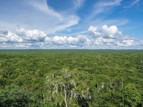 Jungle and sky from Calakul pyramid, Mexico.
