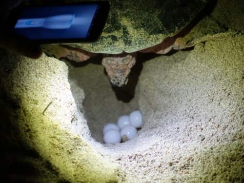 Turtle eggs in Iran.