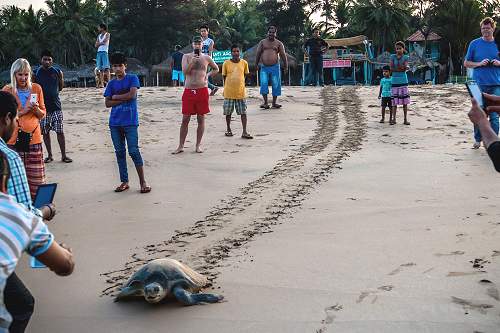 Sea turtle in India.
