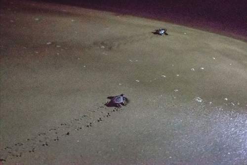 Turtle babies heading to the sea.
