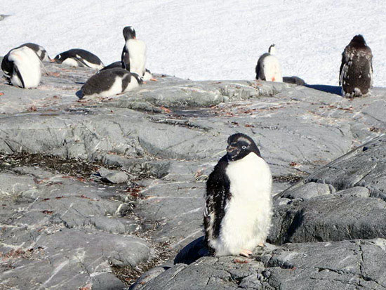 Adelie penguins in Antarctica.