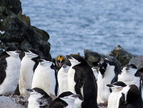 Macaroni penguins in Antarctica.
